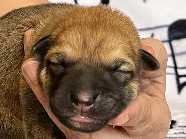 chinook puppy